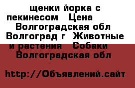 щенки йорка с пекинесом › Цена ­ 4 500 - Волгоградская обл., Волгоград г. Животные и растения » Собаки   . Волгоградская обл.